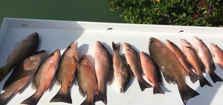 Few mangrove snapper from today trip.