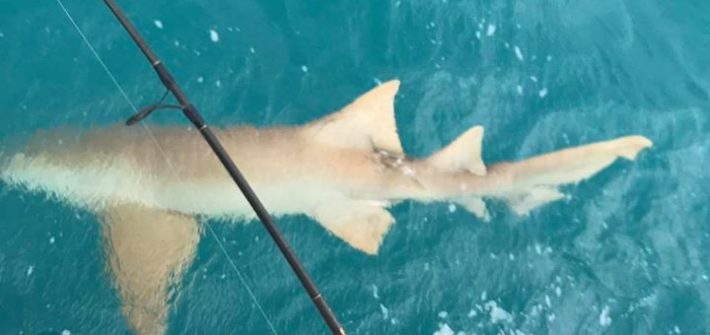 Large nurse shark to add to the trip.