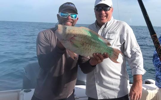 Large parrot fish.