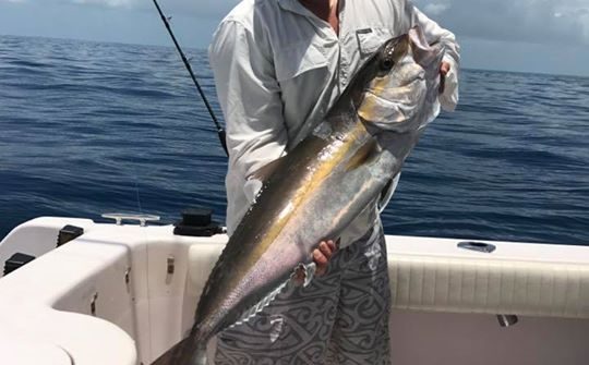 Nice amberjack caught on a wreck off Marathon.