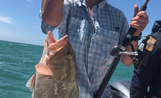 Nice red grouper release today.