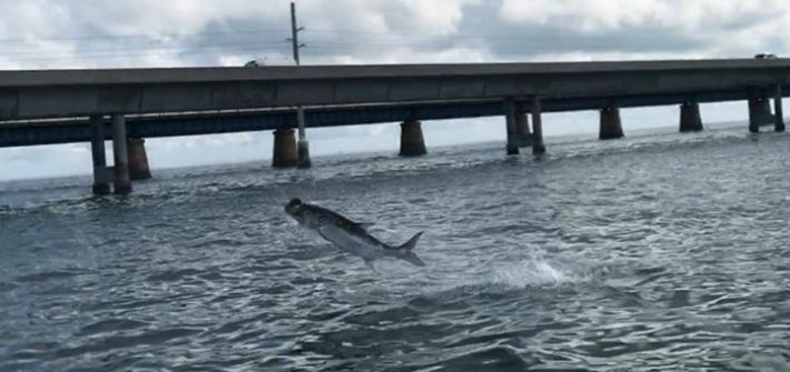 Tarpon jumping at the boat.