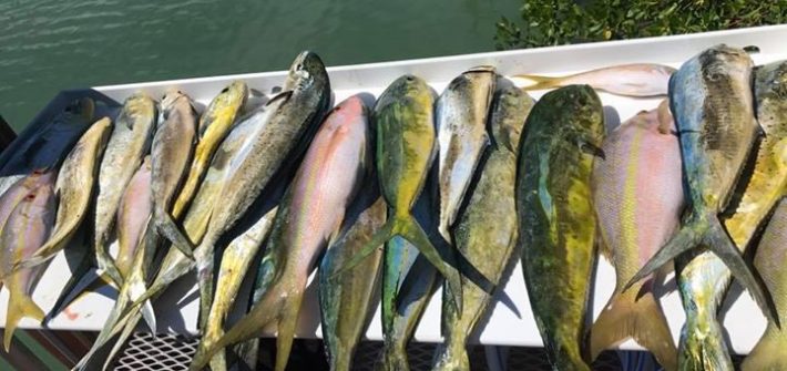 Today’s haul. Bunch of dolphin and some flag size yellowtail.