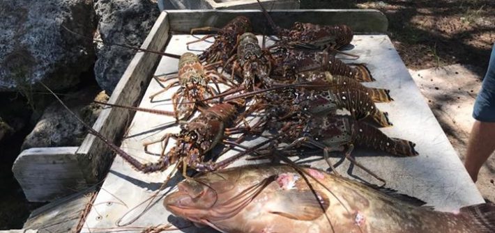 Today’s haul from another one of our boat’s. Good job Capt Nick Allen. Had 3 boa…