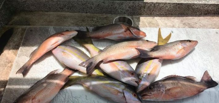 Tonight’s dinner from this mornings reef trip.