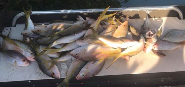 Limit of yellowtail for the day for 4 anglers. Not a bad day on the reef. Short …