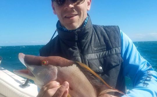 Nice hogfish caught on the reef with Capt Roy Boston.