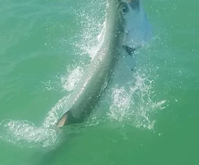 Great day in the bay today! 125lb tarpon along with a few sharks, mackerel and s…