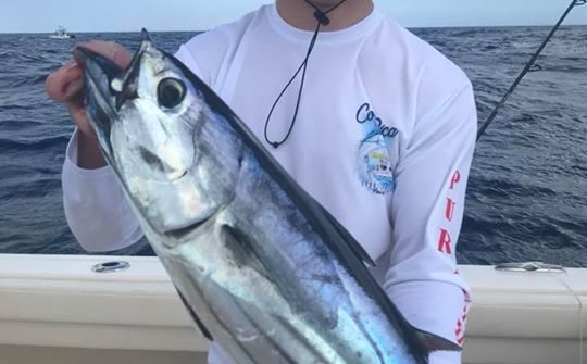 Great day offshore on the 37ft Grady! Bunch of blackfin tuna and a skipjack. Ple…