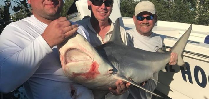 Nice blacktip from today’s trip!