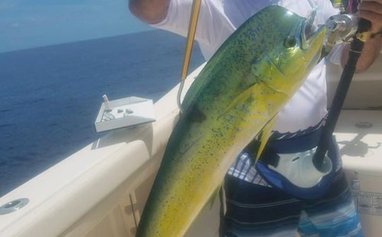 Few pictures from an offshore charter on the 37 Grady. We have dinner tonight. G…