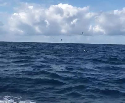 Tuna busting at the surface while trolling for dolphin. Running a gunning covere…