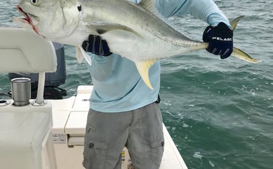 Another big jack from today’s tarpon trip. Saw a bunch of tarpon but the jacks w…