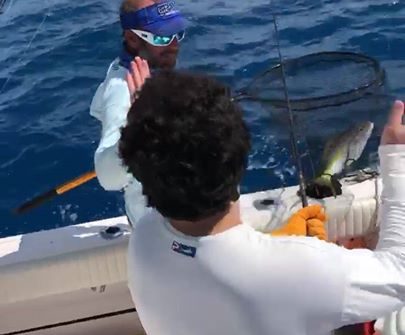 Flag yellowtail coming in the boat. One of the best eating fish in the ocean!