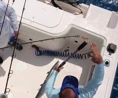 Little video of a kingfish coming to the boat.