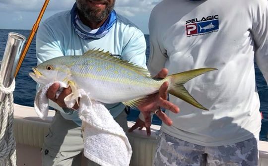 Nice flag yellowtail caught off the reef this morning.