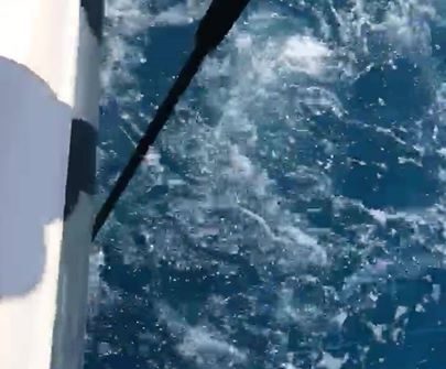 Video of our kingfish coming in the boat!