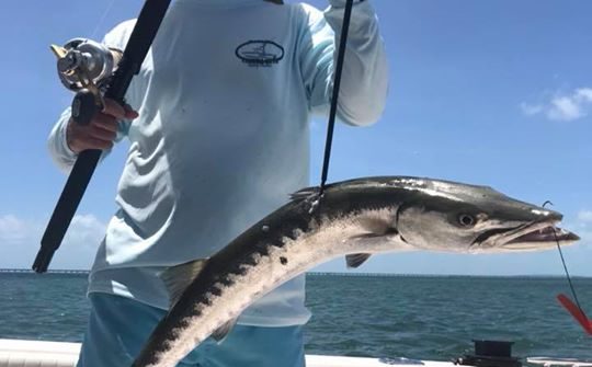 Barracuda action off the flats!