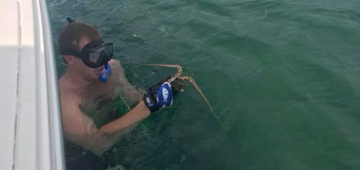 Have to measure each lobster before removing them from the water.