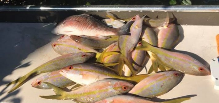 Limit of yellowtail snapper today along with a fat mangrove snapper. Caught a sm…