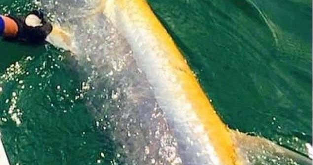 Come see if you can’t catch our first albino tarpon with Capt Doug!!

For tarpon…