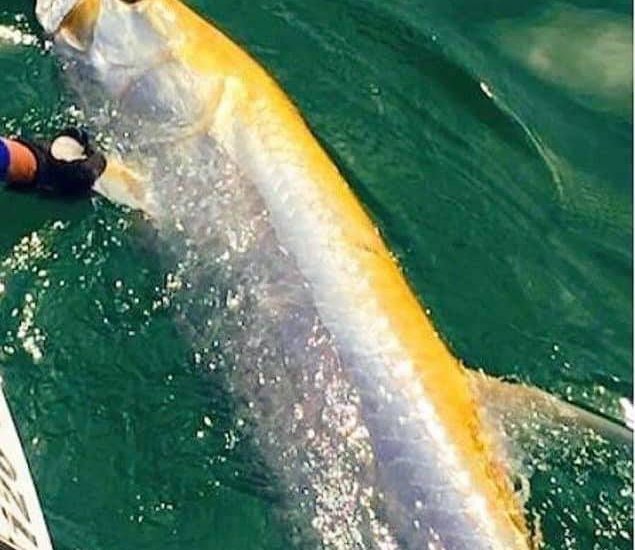 Come see if you can’t catch our first albino tarpon with Capt Doug!!

For tarpon…