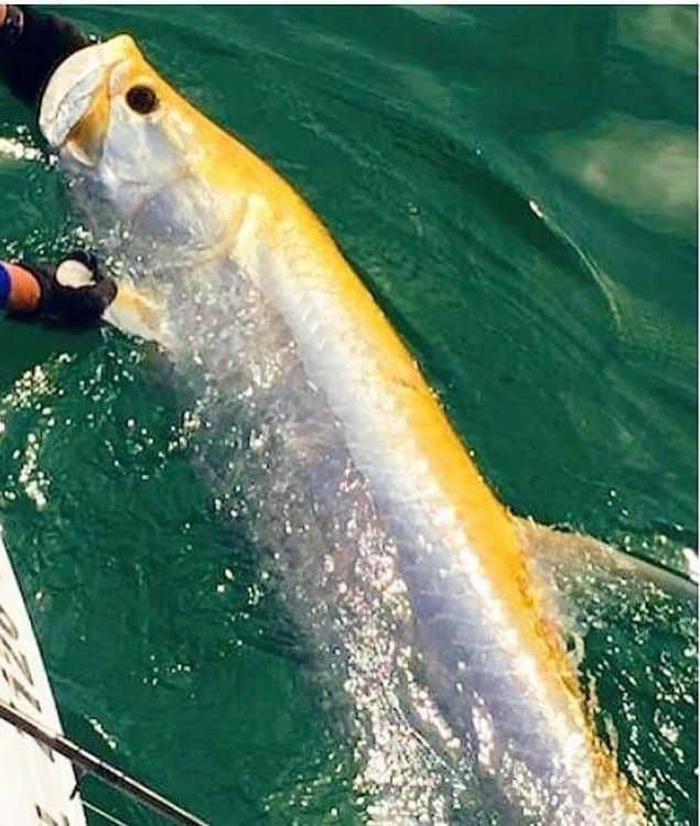 Come see if you can’t catch our first albino tarpon with Capt Doug!!

For tarpon…